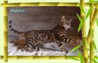Bengal Kater Abbassi immer gut gelaunt fröhlich und lieb