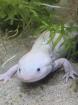 Axolotl zu verschenken