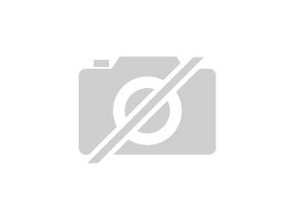 Suche Streifenbasilisk Männchen