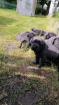 Tolle Cane Corso Welpen blueliner